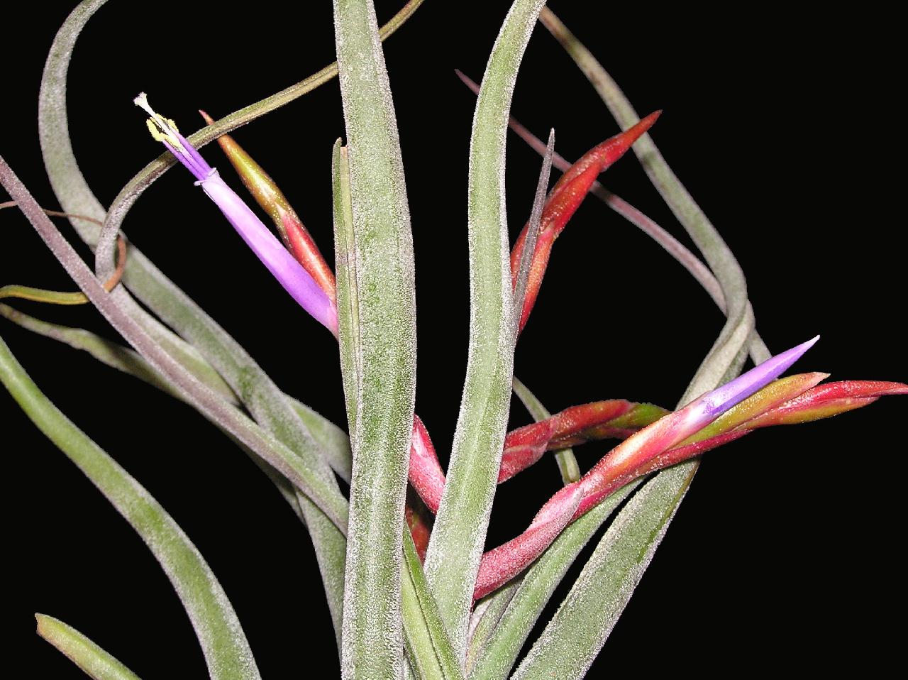 Caput Medusae Images