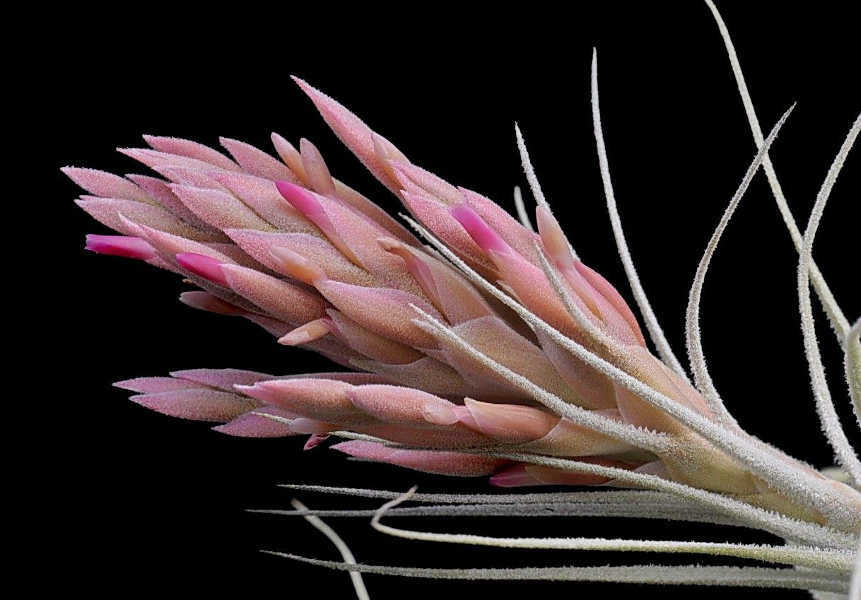 Tillandsia pringlei – Lyra Gardens