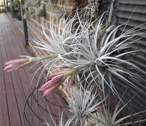 Bromeliads in Australia - Tillandsia chapeuensis Bromeliads in Australia - Tillandsia chapeuensis
