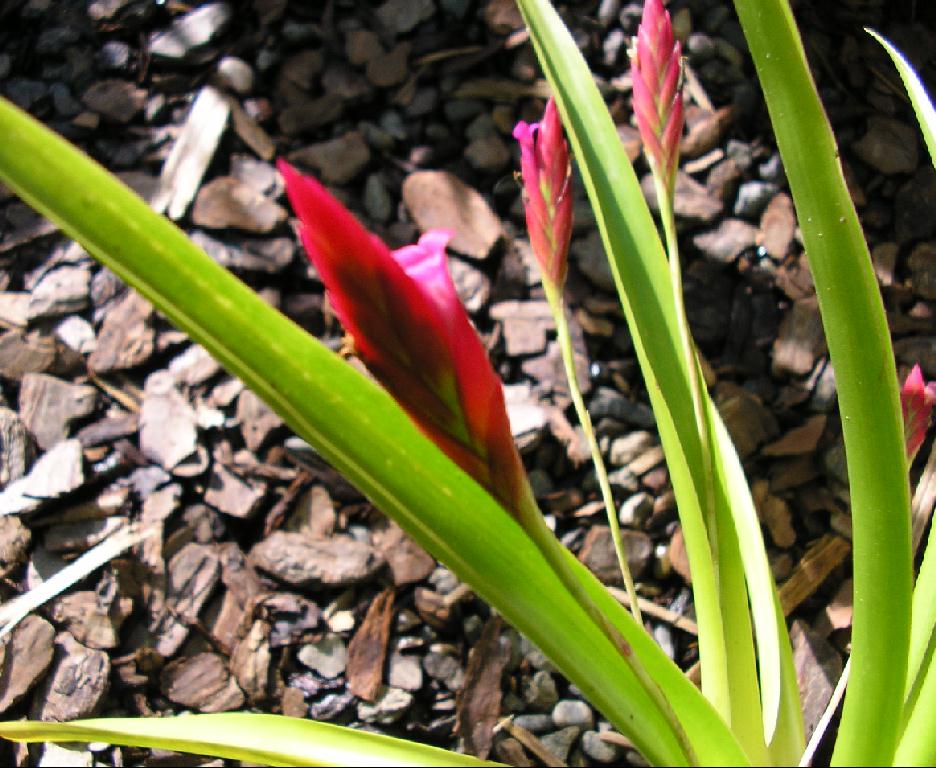 Stk 10x Tillandsia Secunda Bromelie Garten Pflanzen Samen
