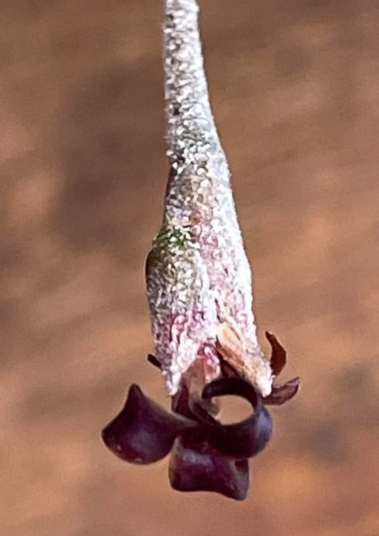 Bromeliads in Australia - Tillandsia cotagaitensis