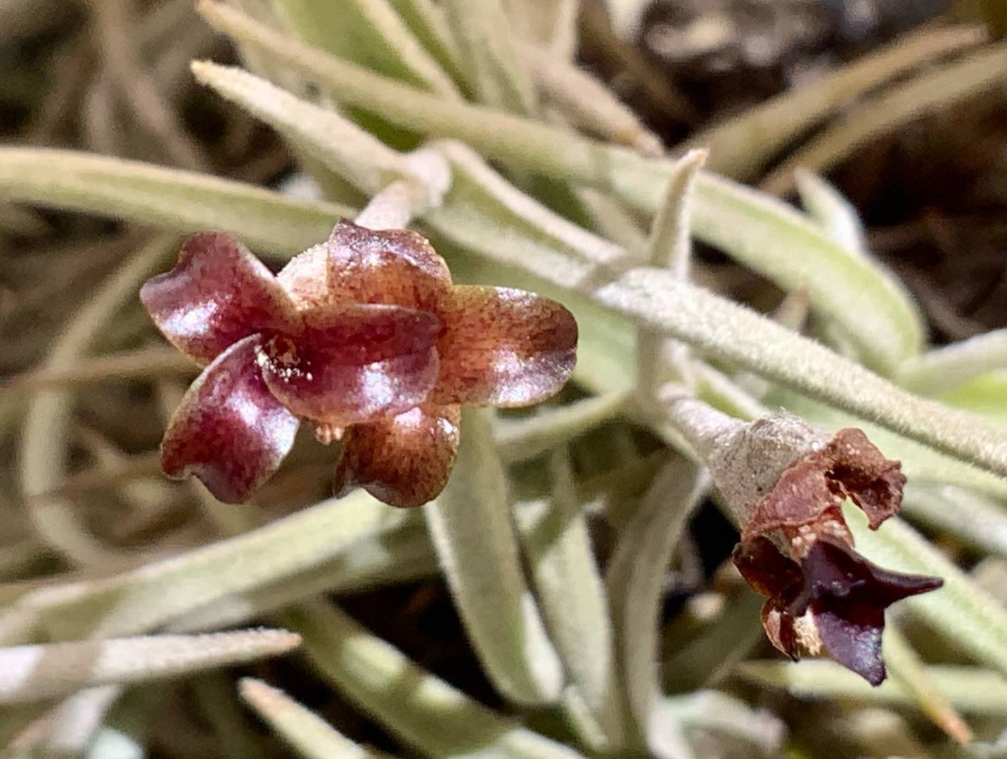 Bromeliads in Australia - Tillandsia cotagaitensis