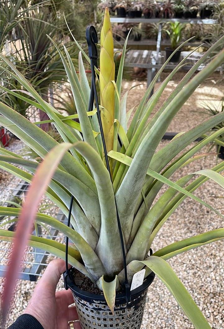Bromeliads in Australia - Tillandsia hiroi