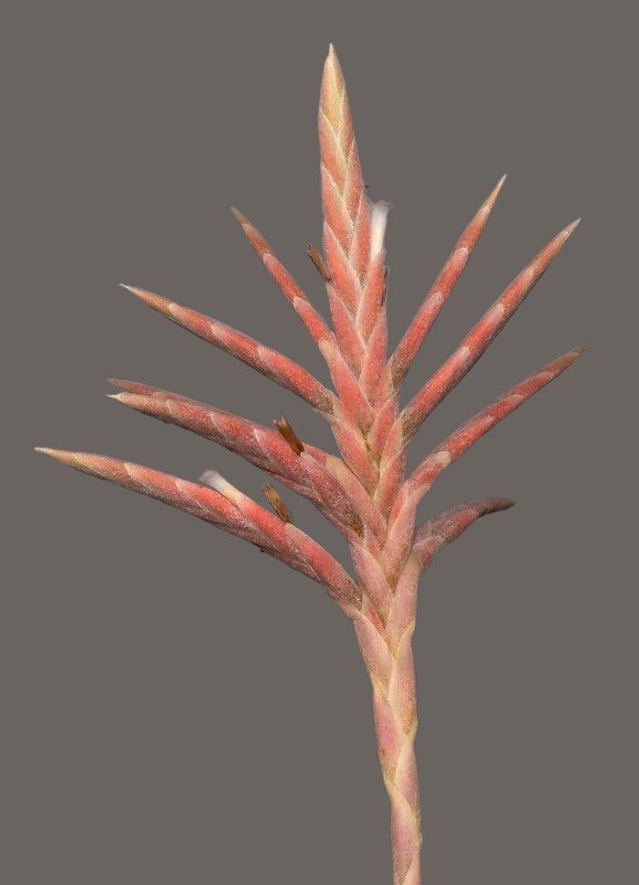 Bromeliads In Australia Tillandsia Didisticha