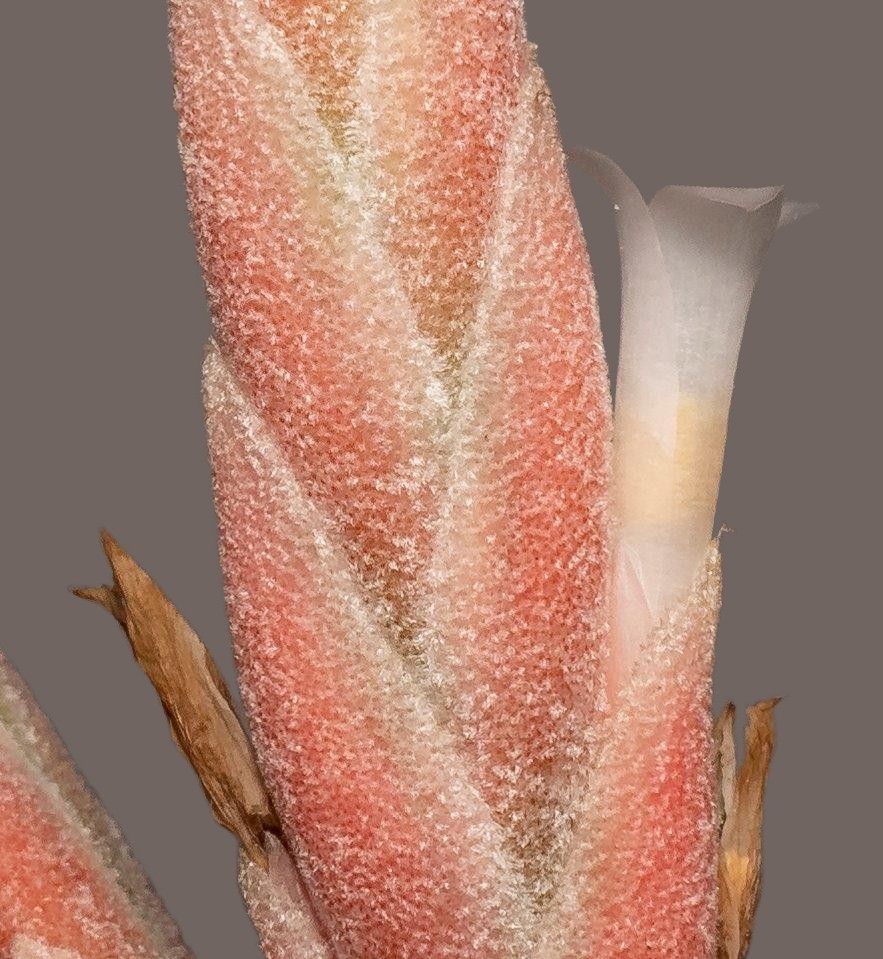 Bromeliads In Australia Tillandsia Didisticha