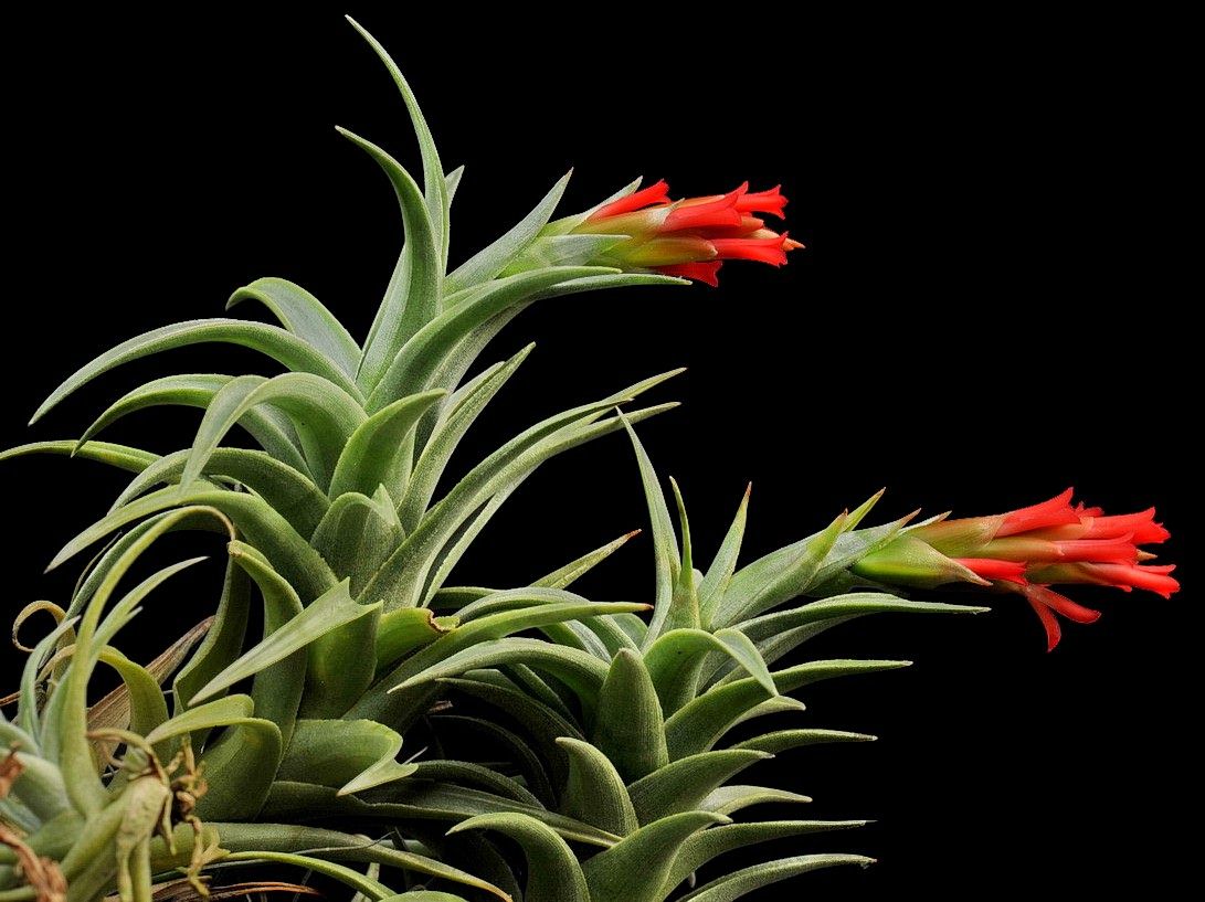 Bromeliads in Australia - Tillandsia edithae Bromeliads in Australia - Tillandsia edithae