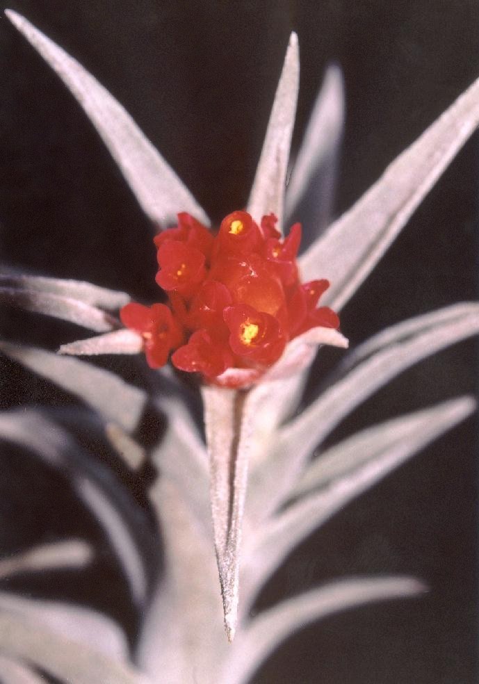 Bromeliads in Australia - Tillandsia edithae Bromeliads in Australia - Tillandsia edithae