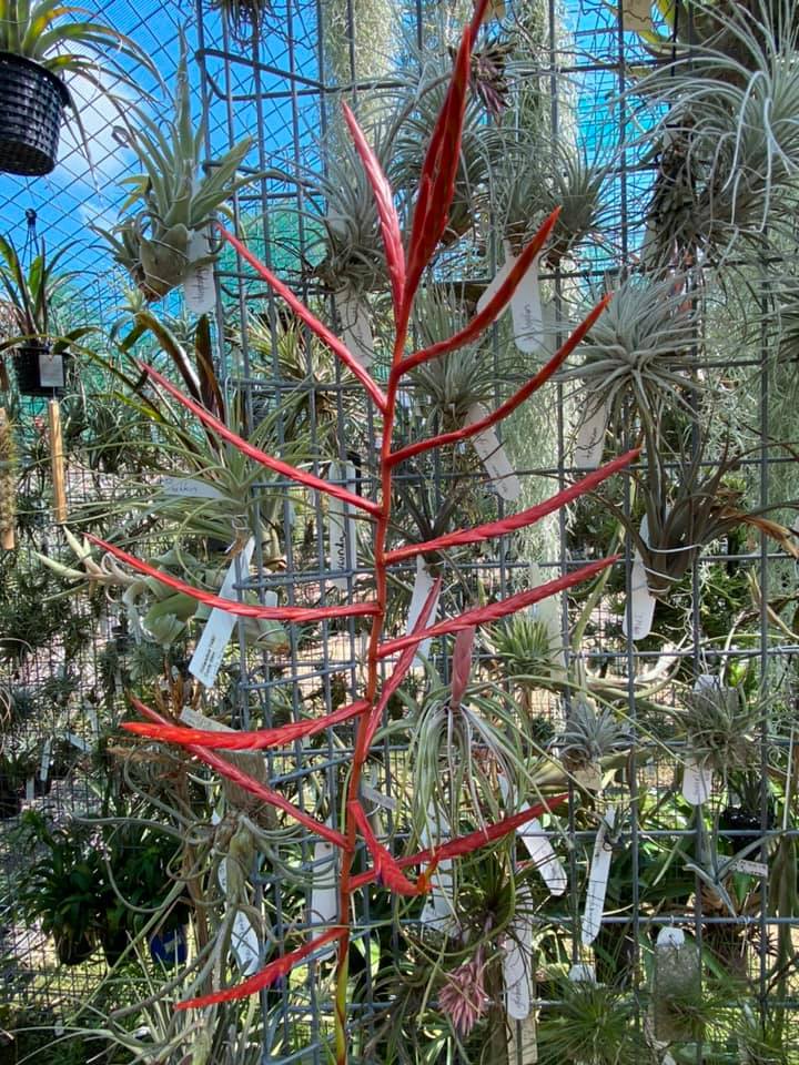 Bromeliads in Australia Tillandsia elongata