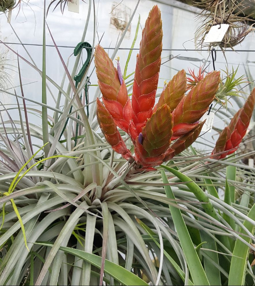 Bromeliads in Australia - Tillandsia fasciculata