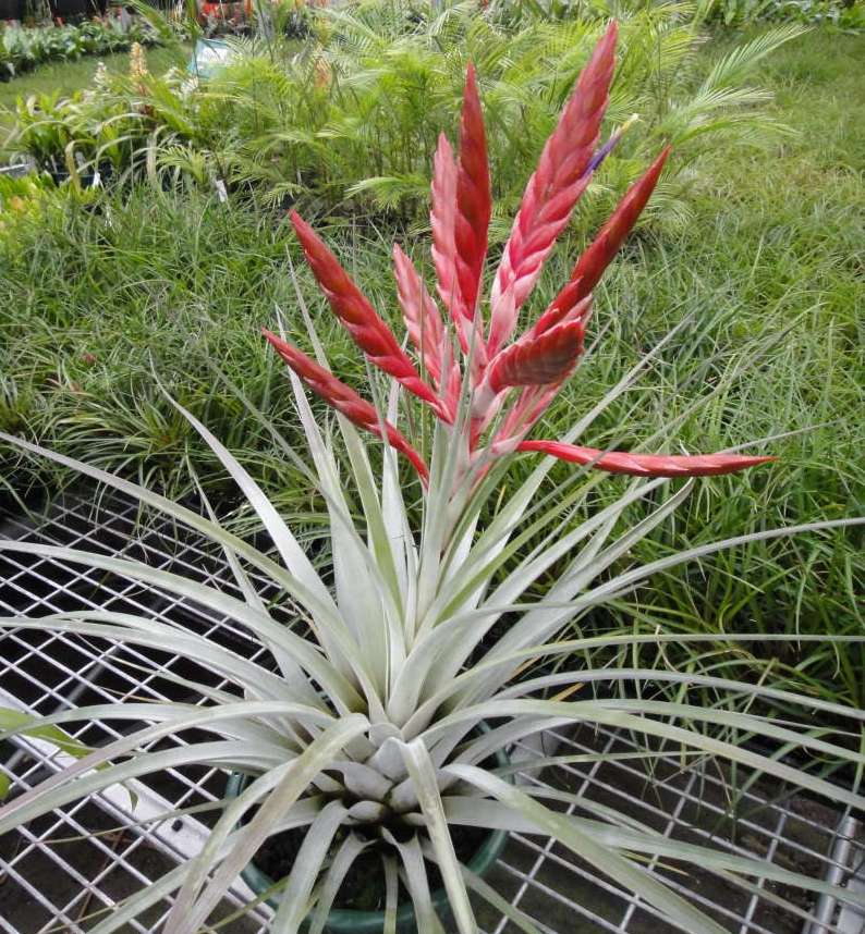 Bromeliads in Australia - Tillandsia fasciculata