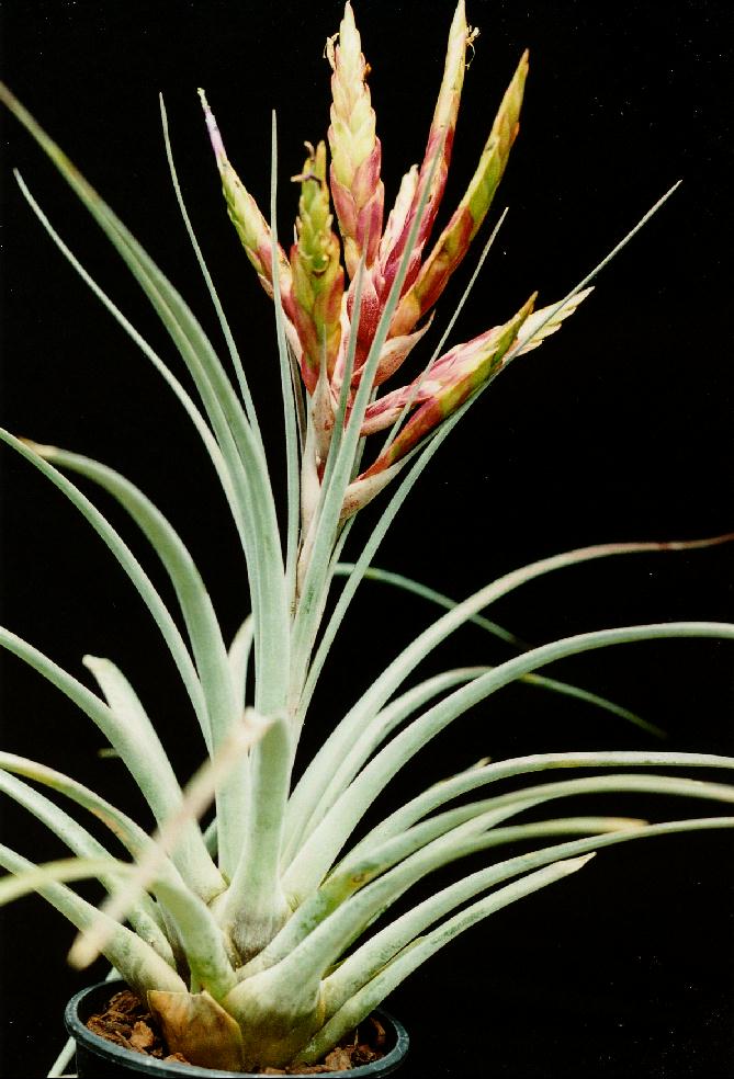 Bromeliads in Australia - Tillandsia fasciculata