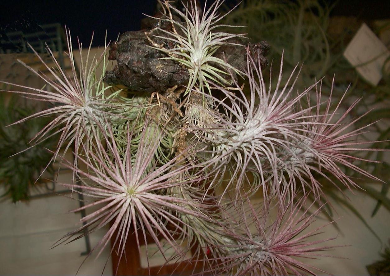 Tillandsia funckiana type 2