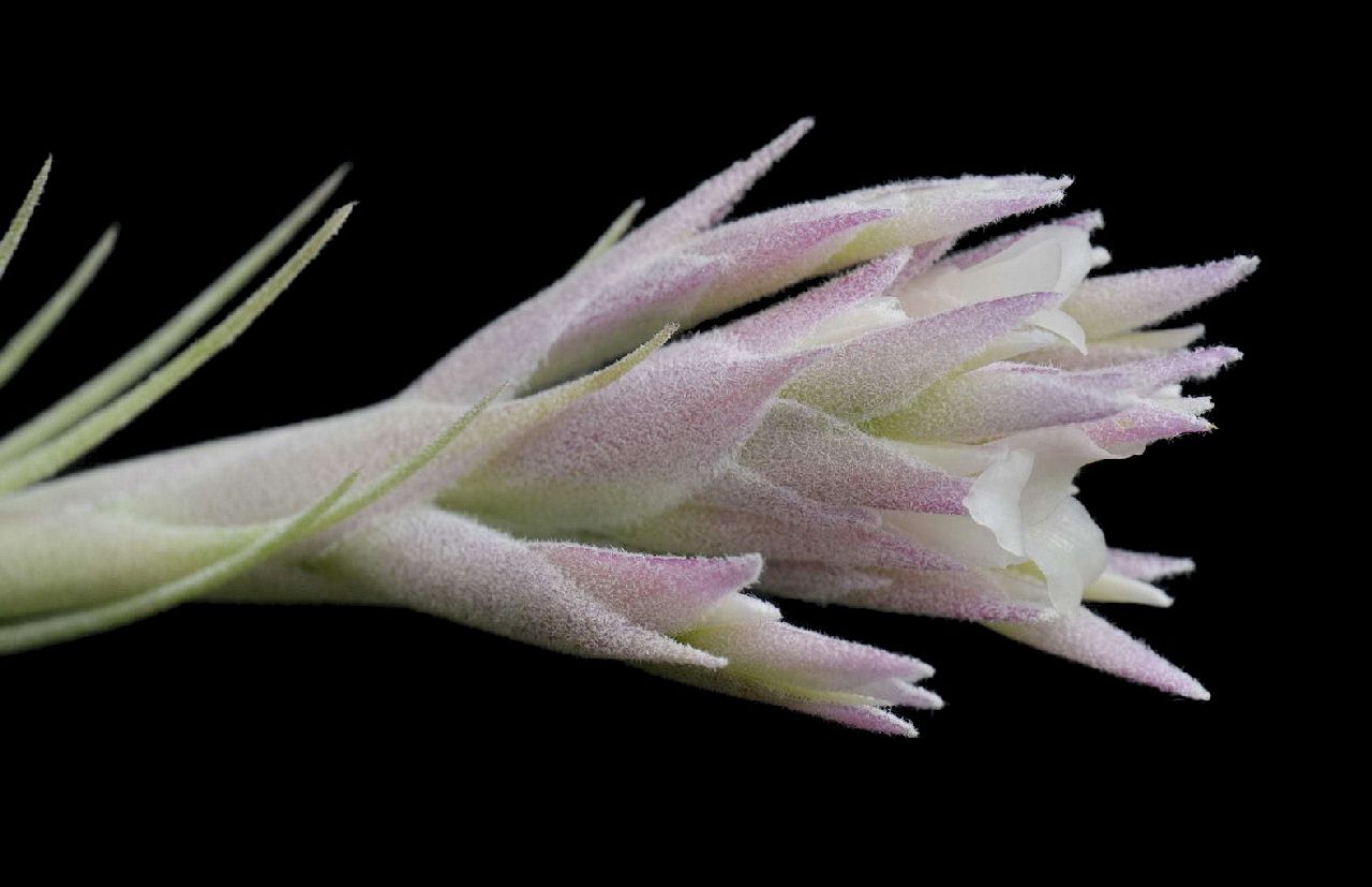 Bromeliads in Australia - Tillandsia gardneri V. rupicola