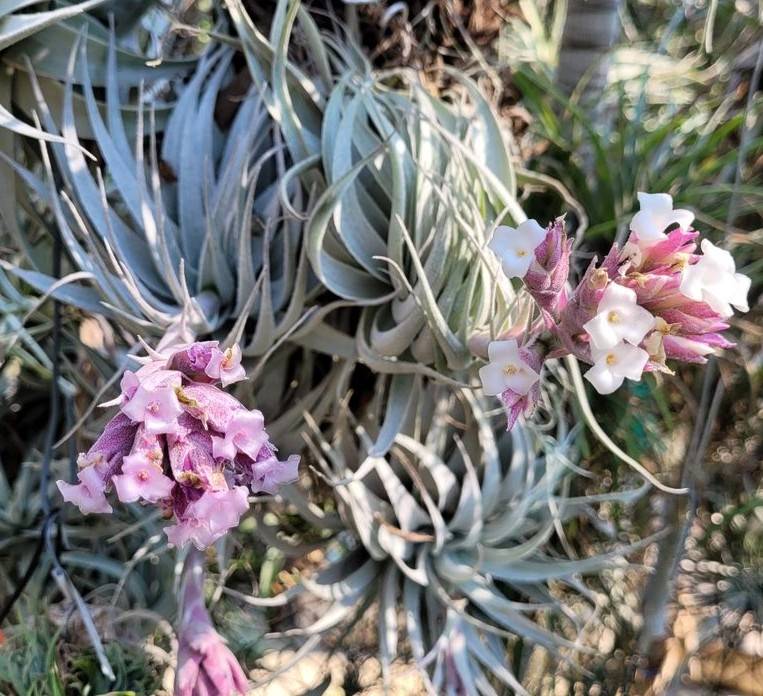 Bromeliads in Australia - Tillandsia gardneri V. rupicola Bromeliads in Australia - Tillandsia gardneri V. rupicola
