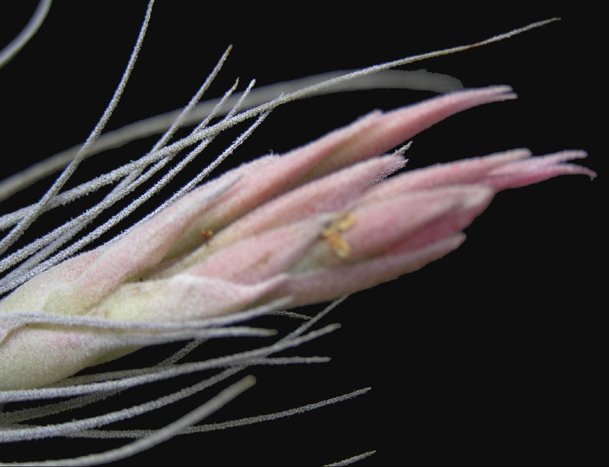 Tillandsia gardneri v. rupicola - Davis Farms Wholesale