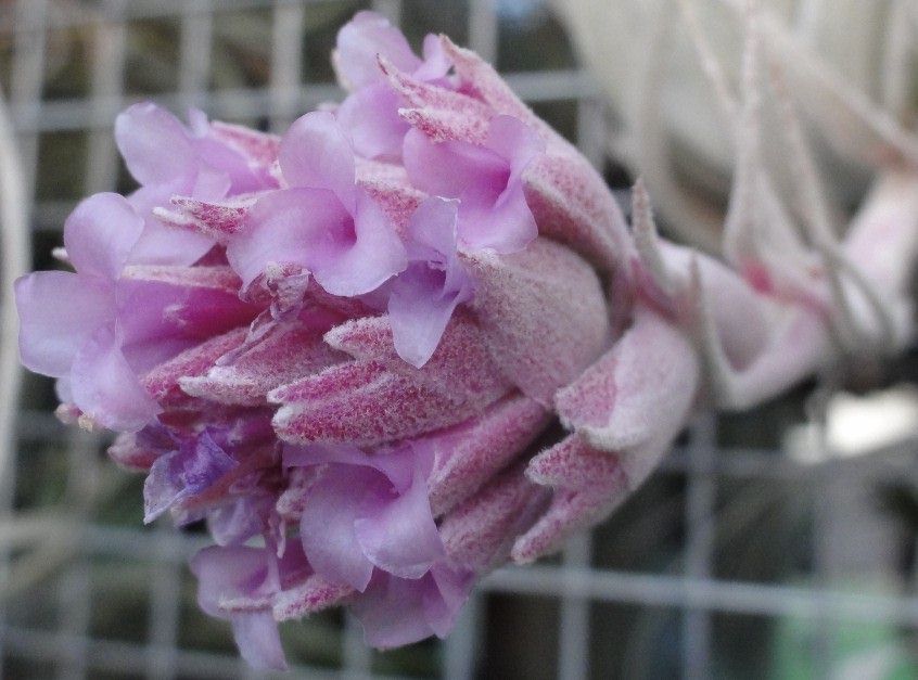 Bromeliads in Australia - Tillandsia gardneri V. rupicola Bromeliads in Australia - Tillandsia gardneri V. rupicola