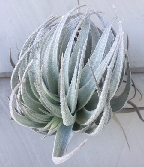 Gardneri var Rupicola – Air Plant Hub