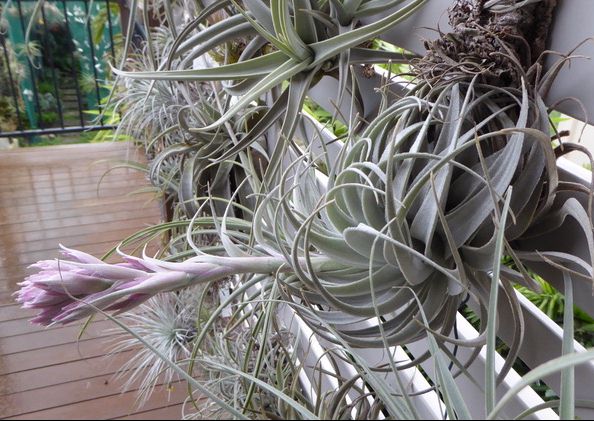 Bromeliads in Australia - Tillandsia gardneri V. rupicola Bromeliads in Australia - Tillandsia gardneri V. rupicola