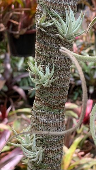 Bromeliads in Australia - Tillandsia gardneri V. rupicola