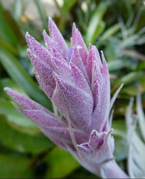 Bromeliads in Australia - Tillandsia gardneri V. rupicola