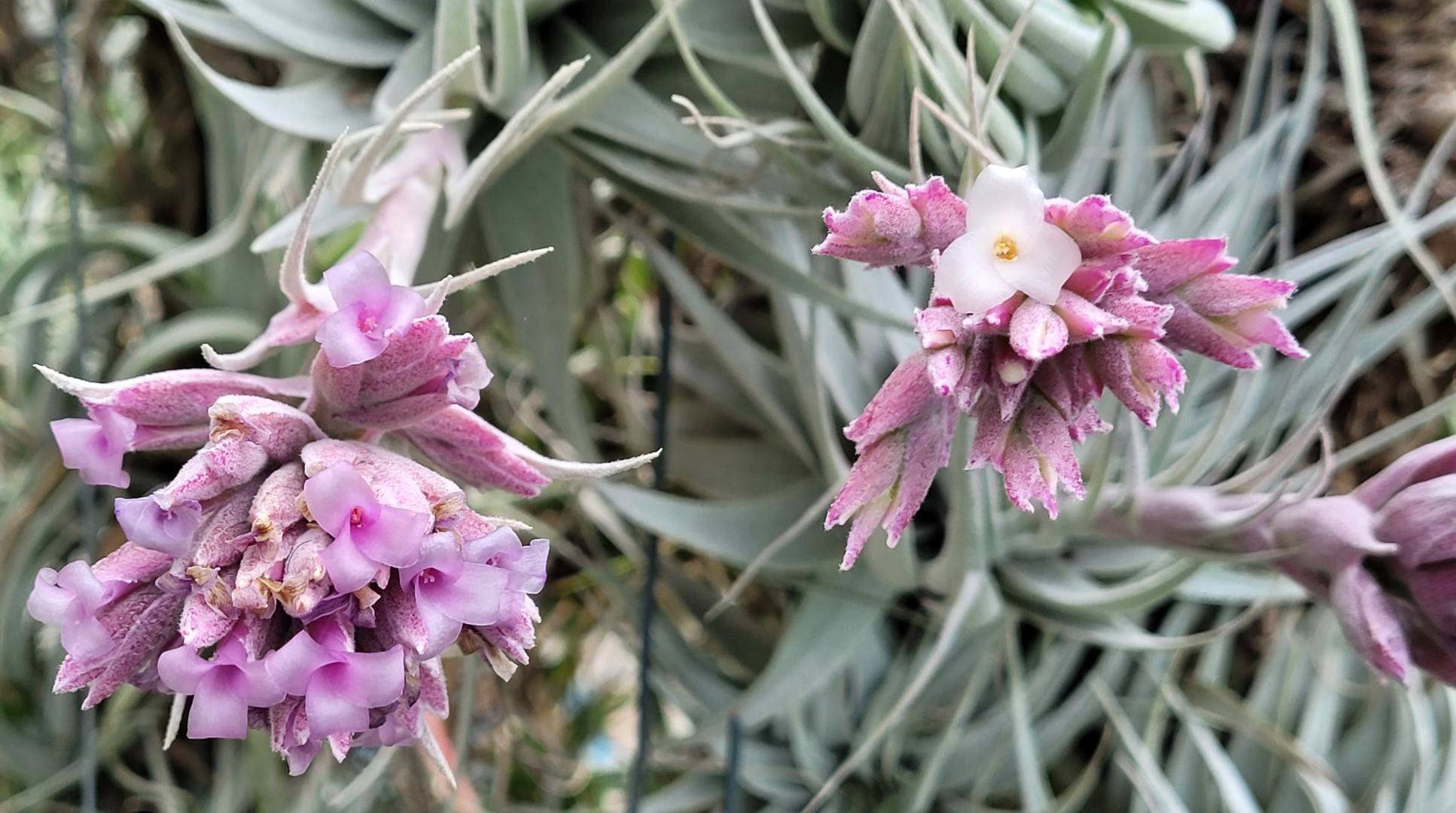 Bromeliads in Australia - Tillandsia gardneri V. rupicola