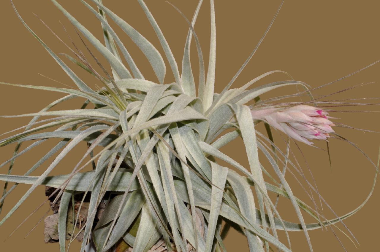Tillandsia gardneri var. rupicola【#6】 Tillandsia gardneri var. rupicola【#6】