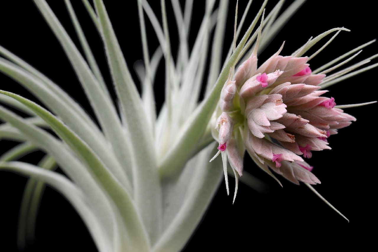 Bromeliads in Australia - Tillandsia gardneri Bromeliads in Australia - Tillandsia gardneri