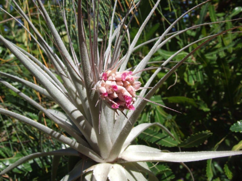 Bromeliads in Australia - Tillandsia gardneri Bromeliads in Australia - Tillandsia gardneri