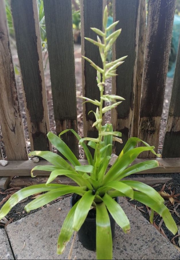 Bromeliads in Australia - Tillandsia guatemalensis