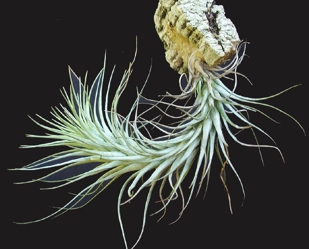 Bromeliads in Australia - Tillandsia heteromorpha