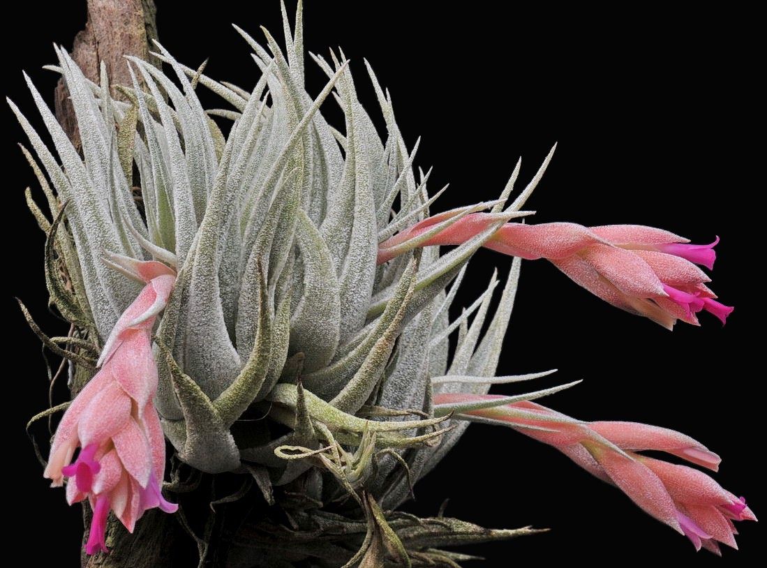 Bromeliads in Australia - Tillandsia heubergeri