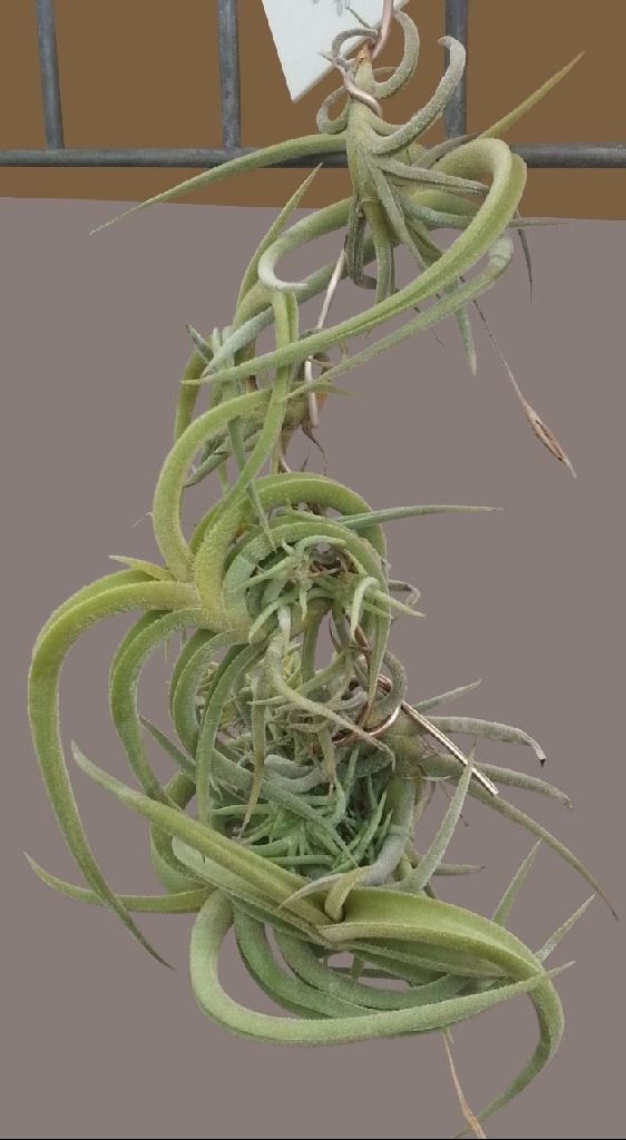 Bromeliads in Australia - Tillandsia hirta