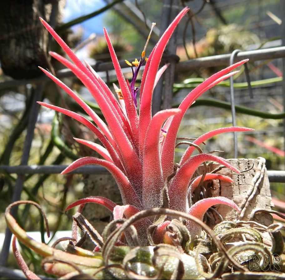 Tillandsia ‘Christmas Flame’(クリスマスフレーム)