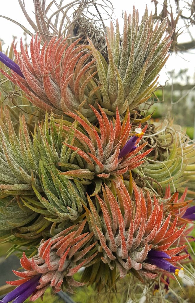 Bromeliads in Australia - Tillandsia ionantha