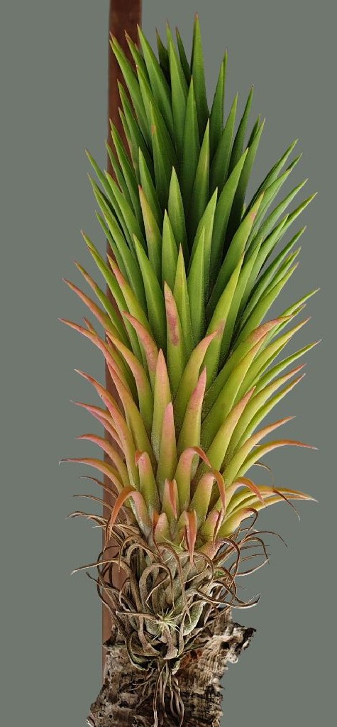 Bromeliads in Australia - Tillandsia ionantha