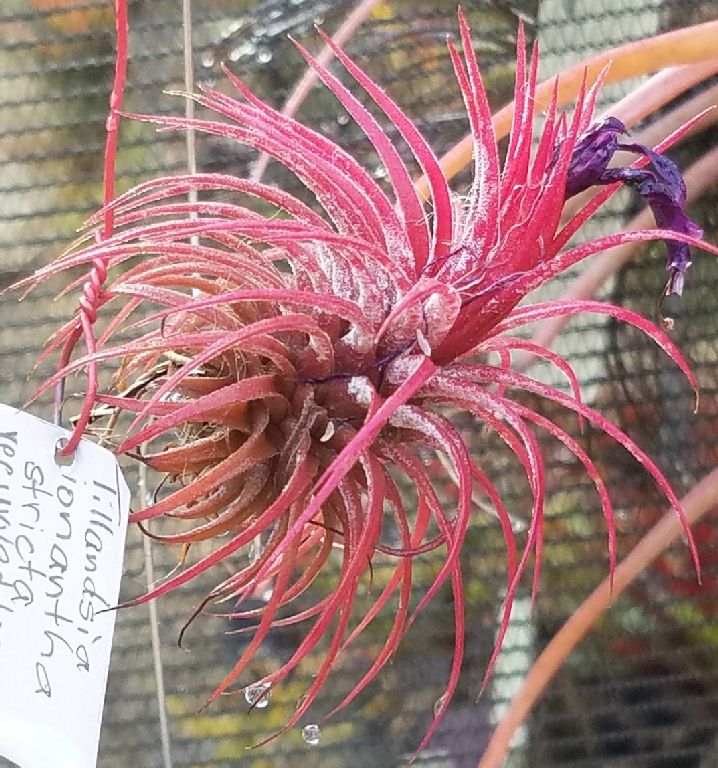 Bromeliad Photo Index - Tillandsia ionantha