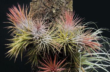 Tillandsia ionantha v. stricta
