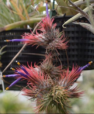 Bromeliad Photo Index - Tillandsia ionantha
