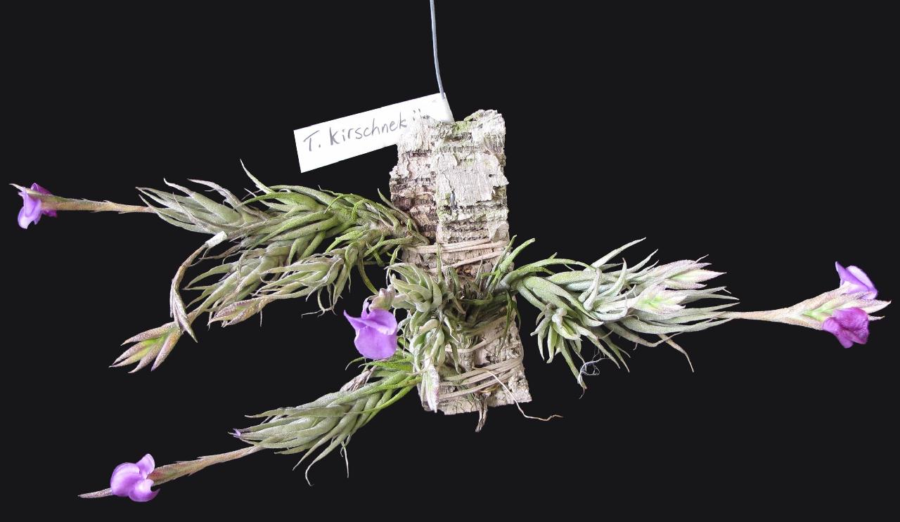 Bromeliads in Australia - Tillandsia kirschnekii