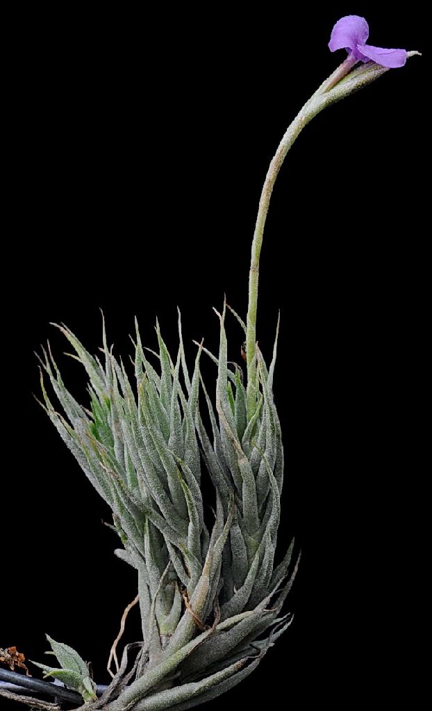 Bromeliads in Australia - Tillandsia kirschnekii