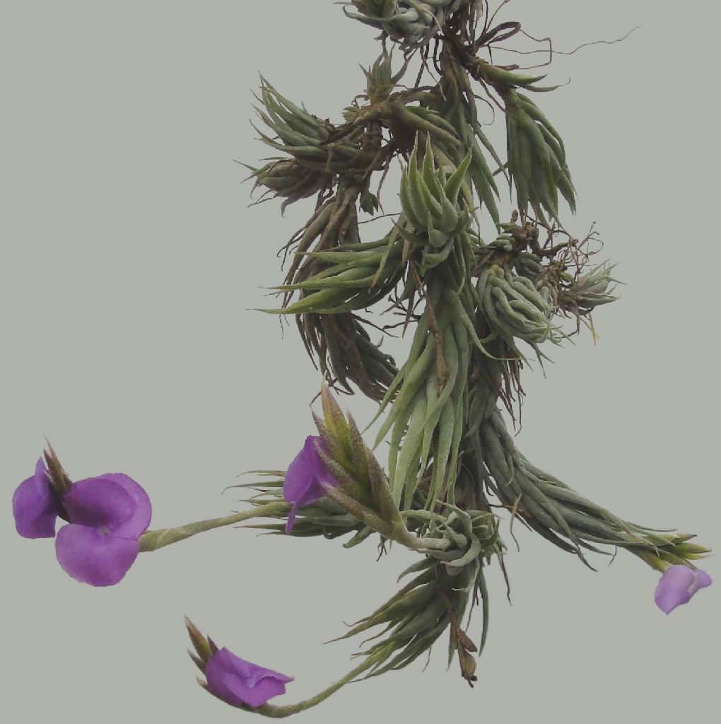 Bromeliads in Australia - Tillandsia kirschnekii