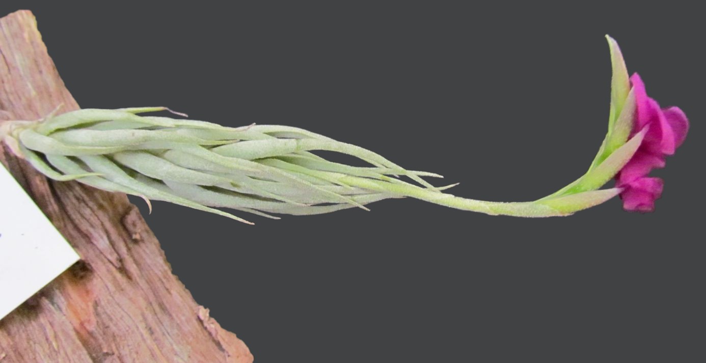 Bromeliads in Australia - Tillandsia kirschnekii