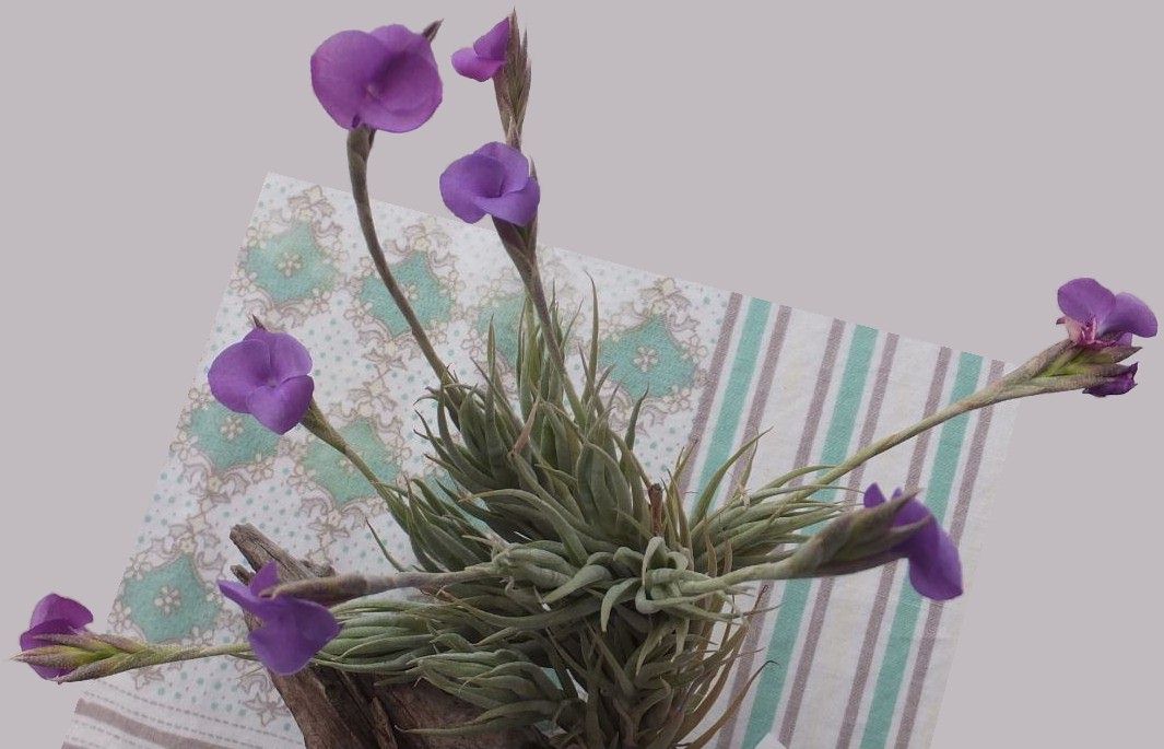 Bromeliads in Australia - Tillandsia kirschnekii