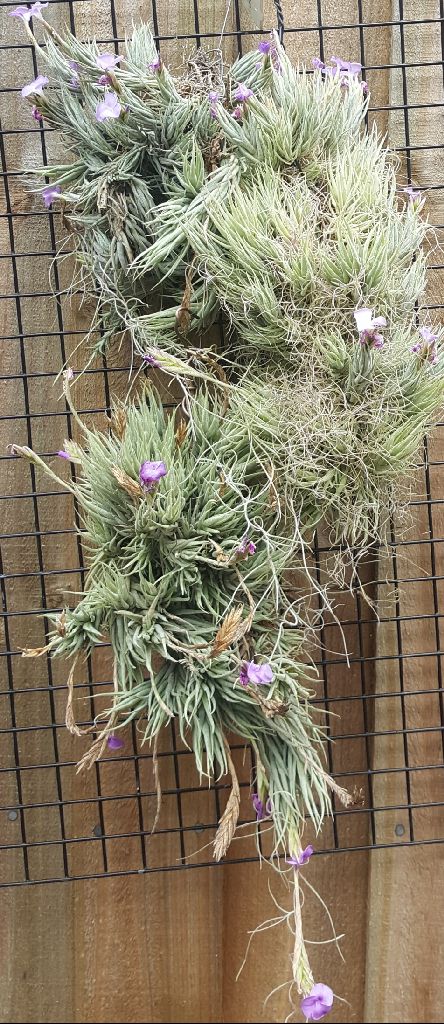 Bromeliads in Australia - Tillandsia kirschnekii