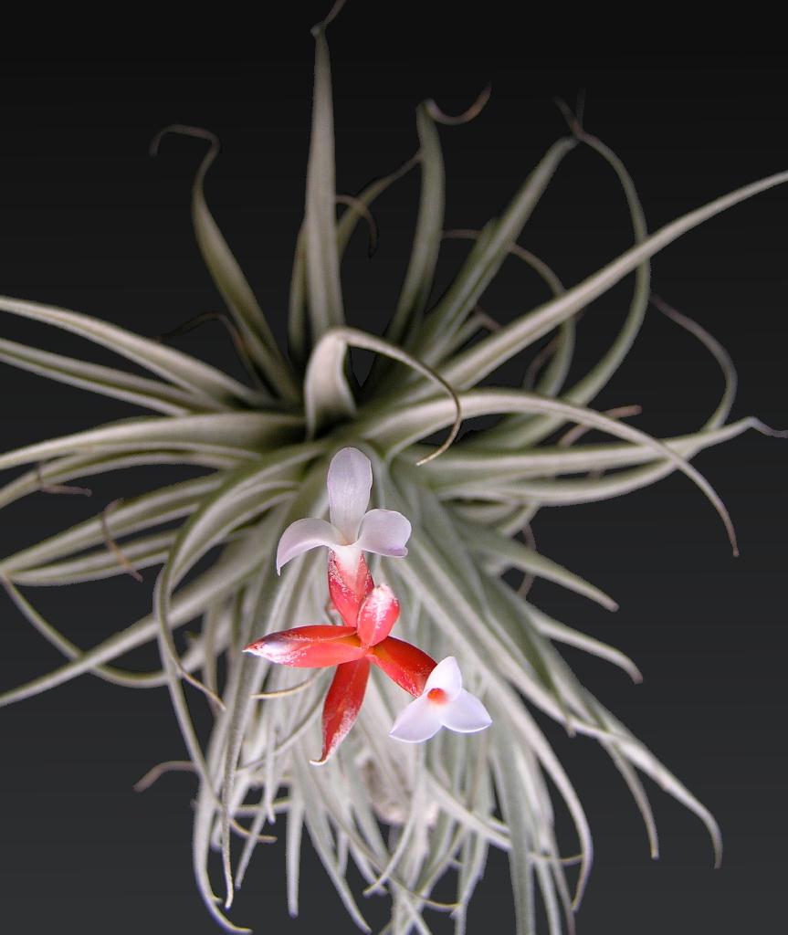 Bromeliads in Australia - Tillandsia leonamiana