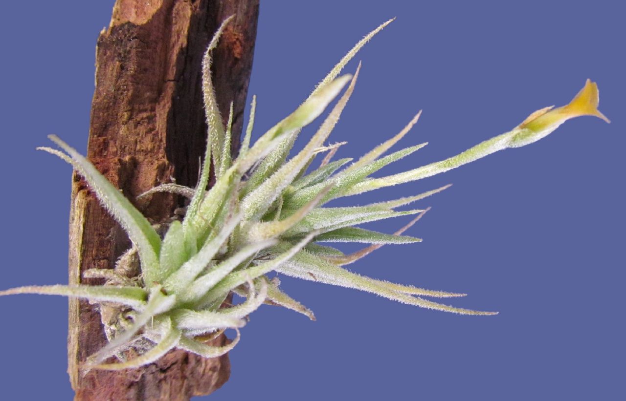 Bromeliads in Australia Tillandsia loliacea