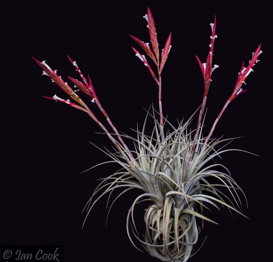 Bromeliads in Australia - Tillandsia lorentziana Bromeliads in Australia - Tillandsia lorentziana