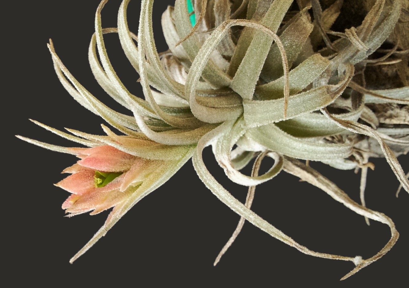 Bromeliads in Australia - Tillandsia mauryana