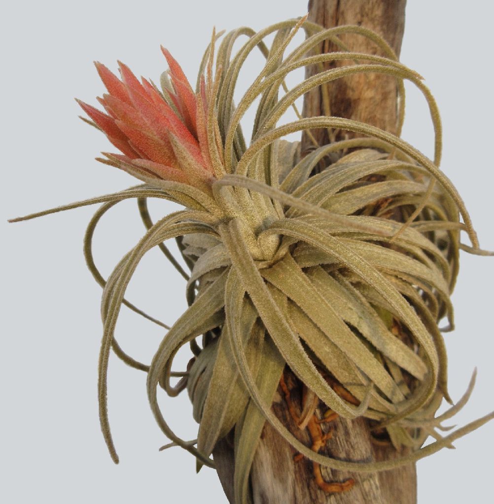 Bromeliads in Australia - Tillandsia mauryana