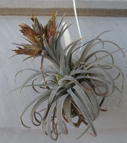 Bromeliads in Australia - Tillandsia mauryana